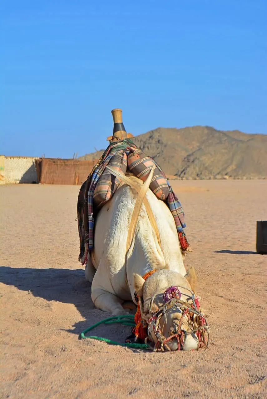 Camel Riding in Hurghada – Desert Experience and Price Guide