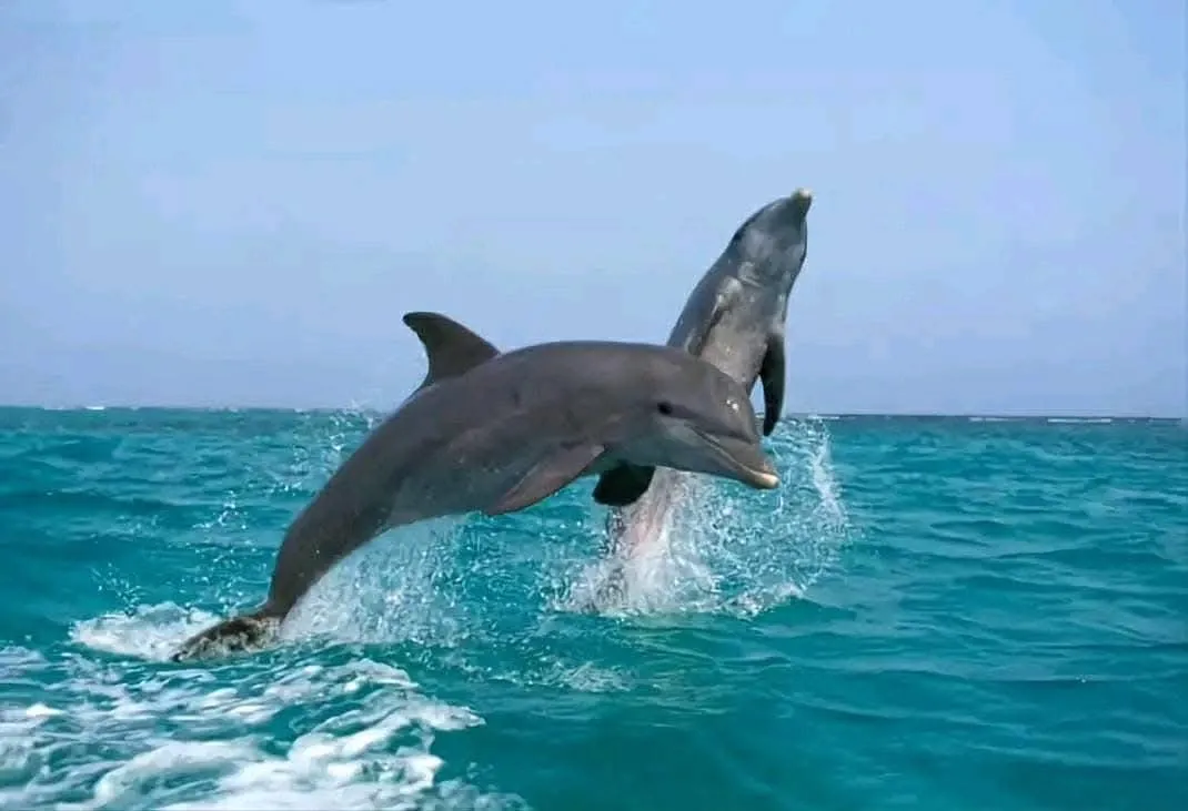 Bluebird Hurghada Tours – Best Excursions in Hurghada Egypt
